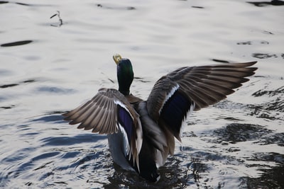 绿头鸭在水面上展开翅膀